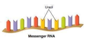 TYPES OF RNA Three (3) main types 1.