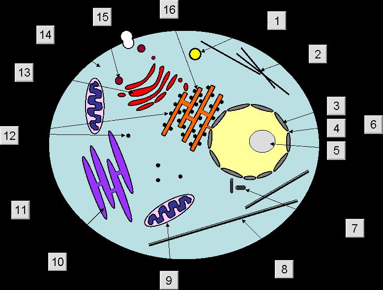 Task 2 ~ Cell Structure Watch the video from the link below Video: