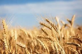 Short History of Wheat, Corn, Rice and Beans Wheat Is a grass grown on more land area than any other food crop. World production in 2016-17 reached 753 mio tons.