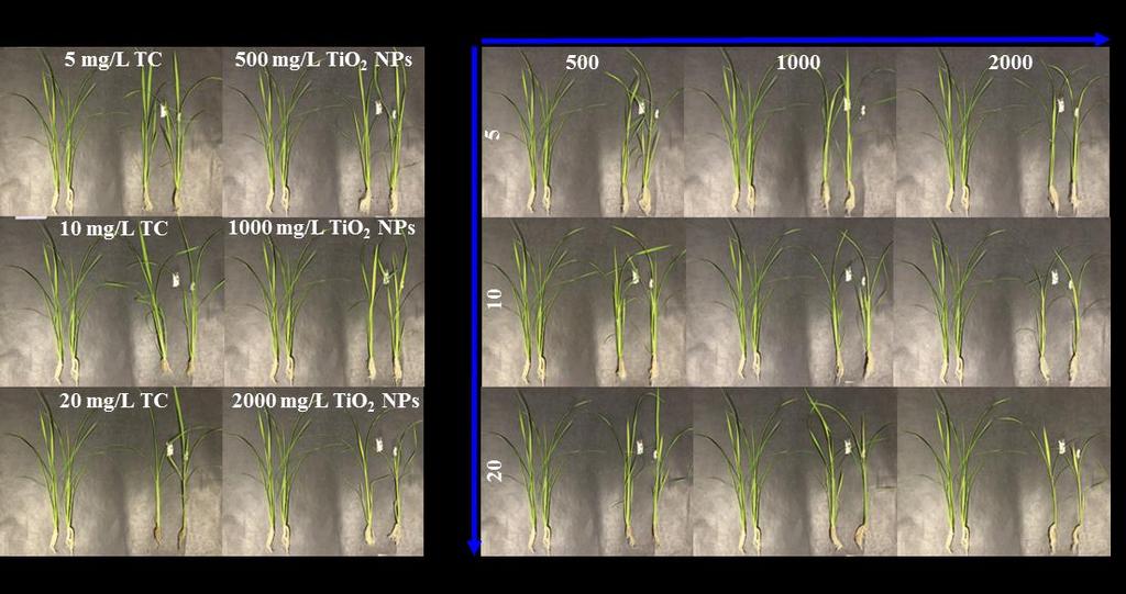 A B A Figure S7. Phenotypic images of rice seedlings co-exposed to different concentrations of TC and TiO2 NPs in 1/2x Hoagland s solution.