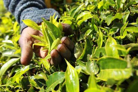 INTRODUCTION In 2007, a farm in Kenya became the first tea producer to achieve Rainforest Alliance certification.