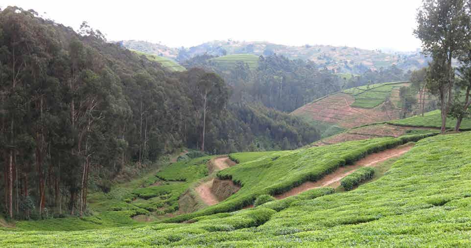 Figure 5 Tea farm owned by the Kitabi tea factory in. The forested area to the left has been left intact as part of the company s compliance with Criterion 2.1.