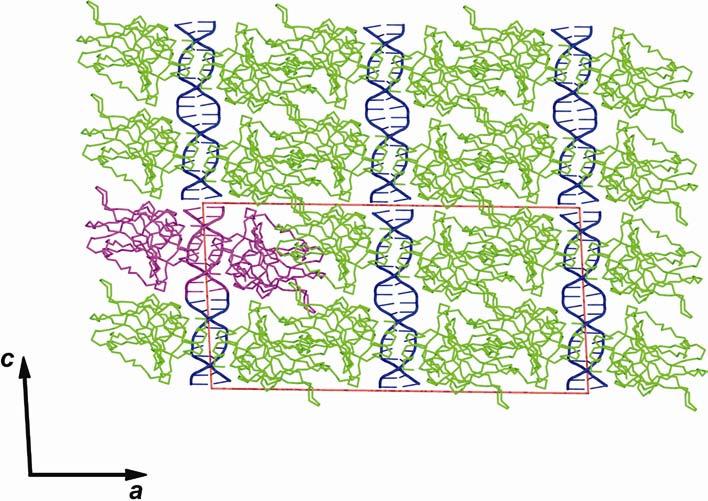 Supplementary Figure 1. Crystal packing of type II p53-dna complexes. View along the crystallographic b axis (based on complex 3). The protein is shown in green, the DNA in blue.