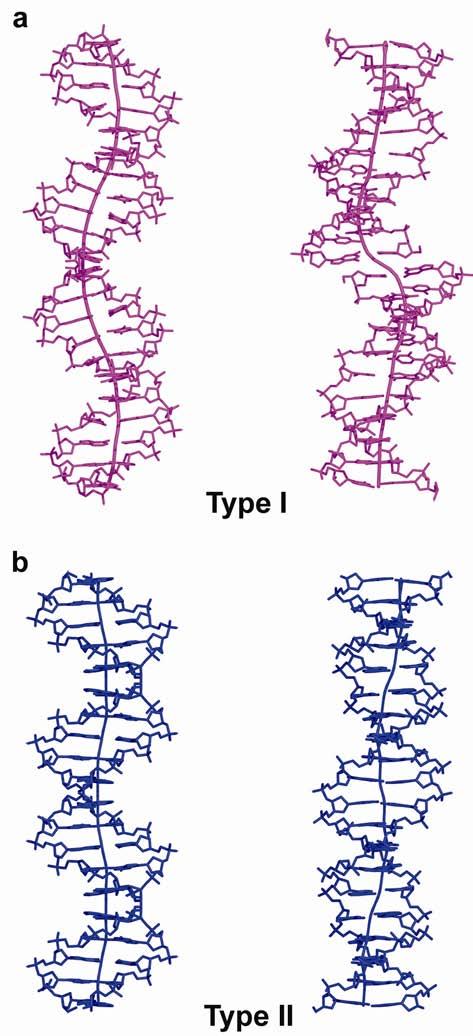 Supplementary Figure 3. DNA conformations in type I and type II complexes. The decameric half-sites are separated by two base pairs in type I complexes (a) and are contiguous in type II complexes (b).