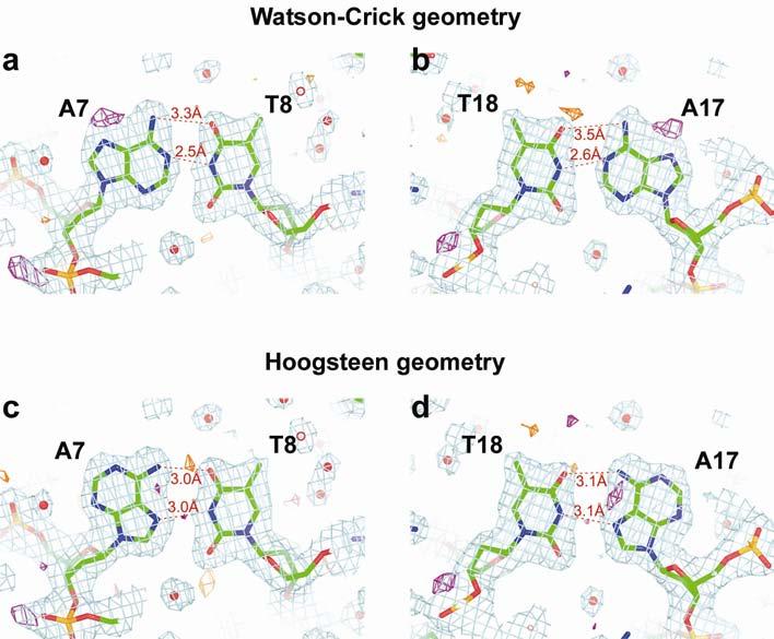Supplementary Figure 4. Comparison between Watson-Crick (a,b) and Hoogsteen base pairs (c,d) of the two refined models of the mouse p53 tetramer cross-linked to DNA binding site 3.