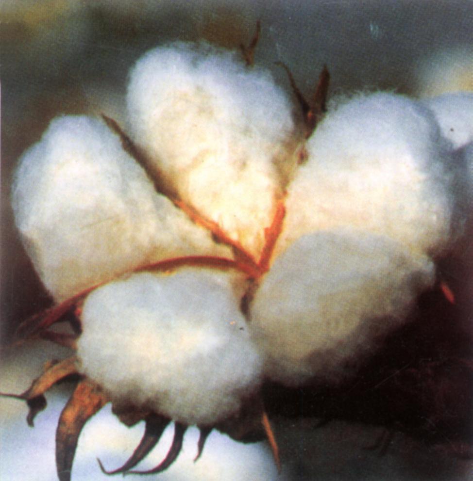 ANNUAL REPORT 2003-04 CHAPTER-VI COTTON AND MAN-MADE FIBRE FILAMENT YARN INDUSTRY COTTON Production and Consumption Cotton is one of the major crops cultivated in India.