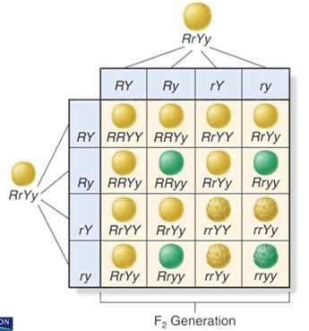 7 of 31 The Two-Factor Cross: F 2 Mendel crossed the heterozygous F 1 plants (RrYy) with each other to determine if the