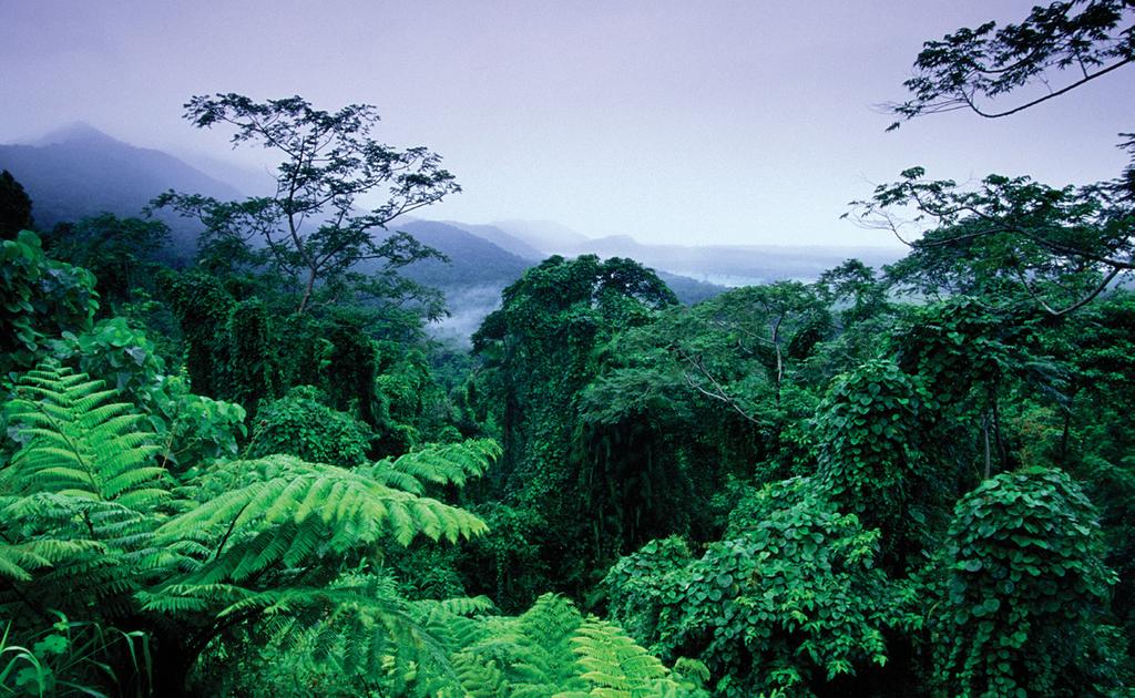 6 BIOMES Rain Forest Locations R ain forests are found in places that are very humid. Tropical rain forests are located in a broken band around the equator called the tropics.
