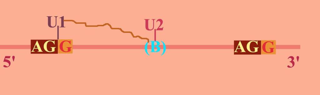 U2 binds to the branch site (B) and also directs U1 to bind to B, as well as to the 5' end of the intron.