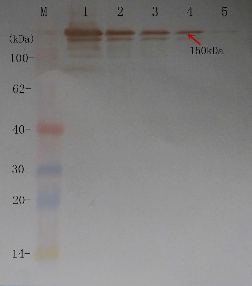 Figure S4. Western blot analysis of the ascites and the purified antibodies. Lane 1: the AFB 1 ascites (6 mg ml -1 ). Lane 2: the purified antibody (120 µg ml -1 ).