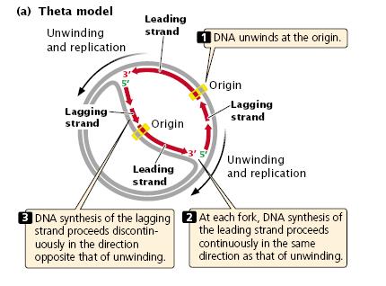 In the theta model, the DNA unwinds at one particular location, the origin, and a replication bubble is formed.