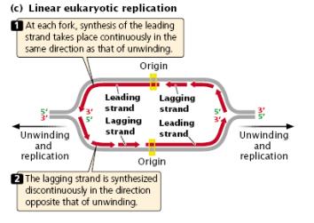 The replication of linear molecules of DNA, such as those found in eukaryotic cells, produces a series of replication bubbles.
