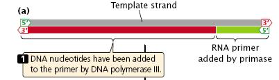 DNA ligase After DNA polymerase III attaches a DNA nucleotide to the 3 -OH group on the last nucleotide of the RNA primer, each new DNA
