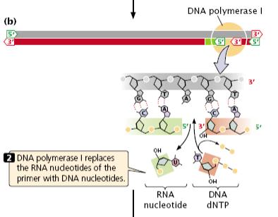 DNA polymerase I follows DNA polymerase III and, using its 5 3 exonuclease activity, removes the RNA primer.