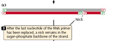 After polymerase I has replaced the last nucleotide of the RNA primer with a DNA nucleotide, a nick remains in the sugar phosphate backbone of the new DNA strand.