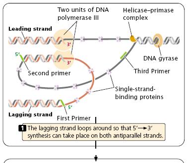 The Replication Fork The synthesis of both strands takes place simultaneously, two units of DNA polymerase III must be present at the replication fork, one for each strand.