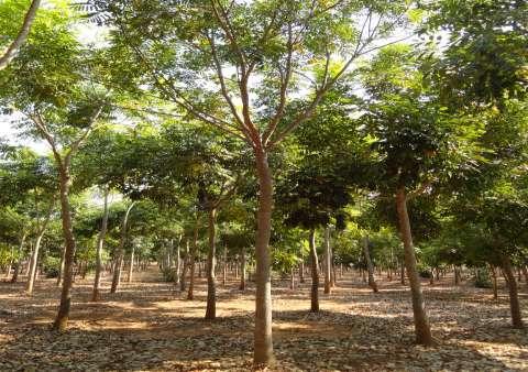 The Vision The vision was that By 2020, plantation forestry in Australia will be a sustainable and profitable long rotation crop with significant private sector investment The plantations growing and