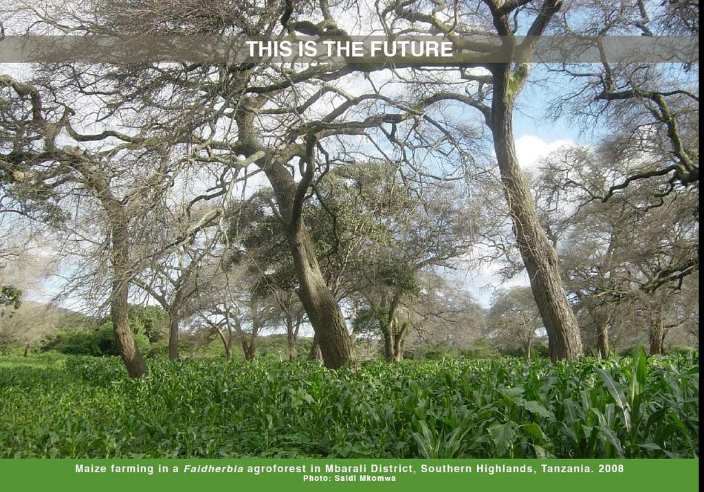 SEPLs Case Evergreen Agriculture Faidherbia albida agroforests on millions of hectares in Africa enhance soil fertility and