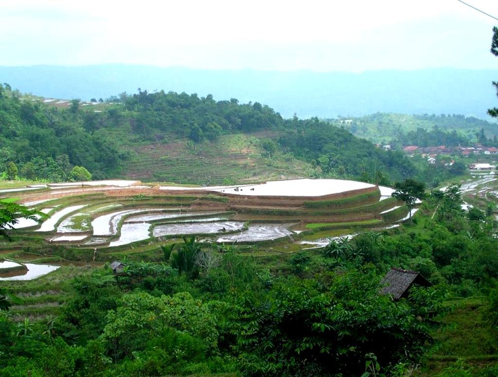 SEPLs Case West Java, Indonesia West Java is highly populated, and most land is cultivated to rice on paddy fields,