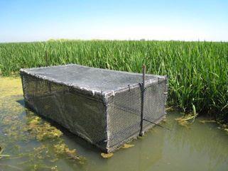 Monitoring Mercury Bioaccumulation in Central Valley & Delta Wetlands Josh Ackerman & Collin Eagles-Sm