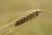AREC, LARI, & Ammiq 6000 Barley yield 5000 4000 Yield kg/ha 3000 2000 1000 0