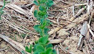 Farmers till the land to: Prepare adequate seedbed Control weeds Improve