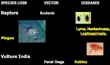 6) Vector-Borne Disease Climate change can also impact vectors other than mosquitos. With increasing temperatures there is loss of species which feed on rodents which carry diseases.