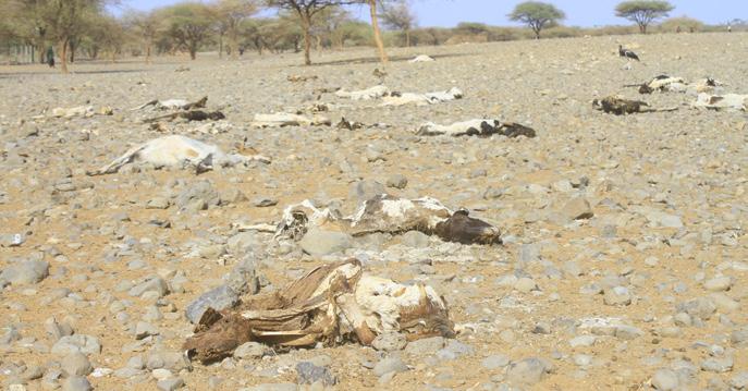 CASE STUDY Drought Situation in Kenya USE OF ELECTRONIC CASH VOUCHERS TO SUPPORT FAMILIES AFFECTED BY DROUGHT IN MARSABIT COUNTY, KENYA 2017 In Kenya, major droughts occur about every 10 years, with