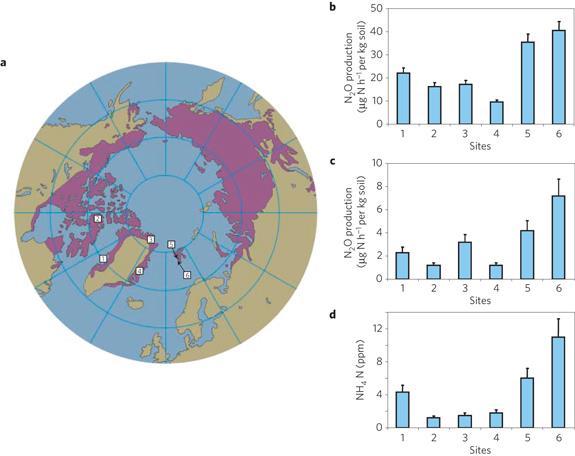 Future N 2 O emissions from the Arctic: Permafrost thaw High N 2 O production from arctic wetland soils after thawing, drainage and rewetting with the original