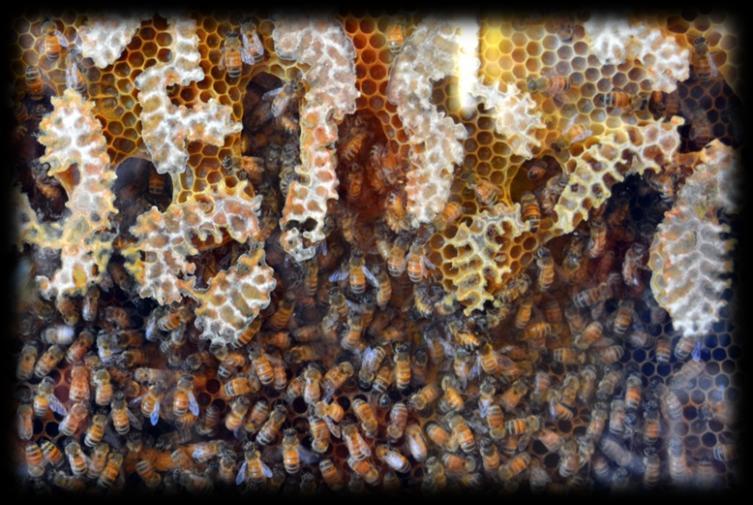 THREE CASTES OF HONEYBEE Queen Bee There is only one queen per hive. The queen is the only bee with fully developed ovaries. A queen bee can live for 3-5 years.