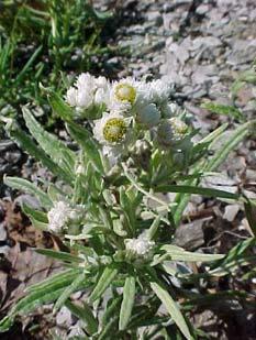 angustifolium) Perennial Lupine
