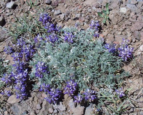 Perennial Lupine (Lupinus lepidus) Experiment results Consistent with the inhibition and facilitation models Seedling survival during
