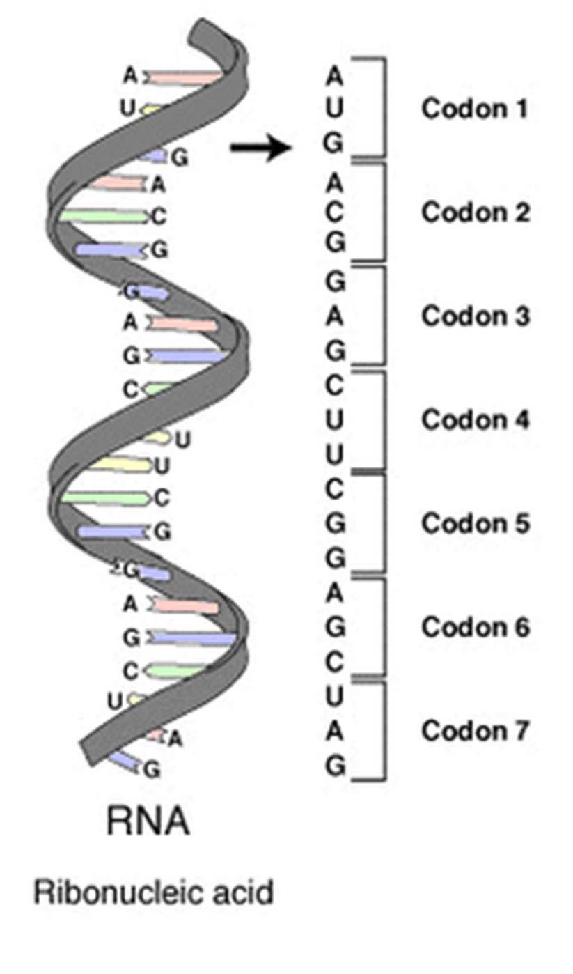 nucleotide alphabet of DNA and the