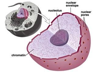 Nucleolus Nucleolus The