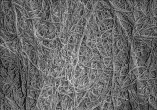 Cellulose Nanofibrils Fibril width 10 100 nm Lengths up to 10 s of microns High aspect ratio (100 1000) Large specific surface