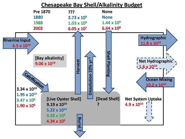 Why bother? Part 2: They create their own habitat (very unusual among bivalves), habitat for many other species, and in doing so are central to the Bay Alkalinity Budget.