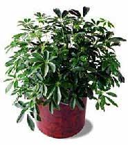 PLANT ORDER FORM 5675 McLaughlin Road, Mississauga, Ontario, L5R 3K5 Tel: 905-283-0500 Fax: 905-283-0501 Toll Free: 1-877-437-4247 torontoexhibitorservices@ges.com www.gesexpo.