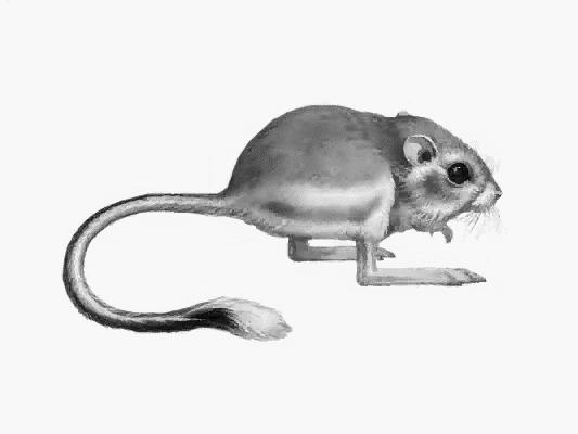 Copyright (c) Grolier Interactive Inc. There were more species of small rodents, and they were more abundant So, kangaroo rats competitively exclude other rodents Competitive dominance.