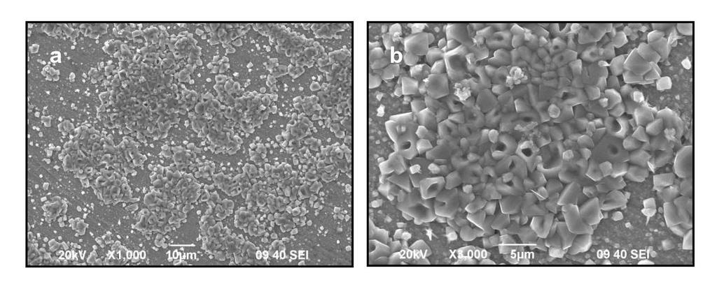 Fig. 3. SEM Images of the Surface Morphology of the 41