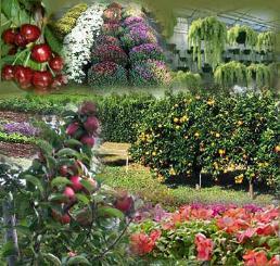 Agriculture vs Horticulture: Cultivation Methods in India What is agriculture?
