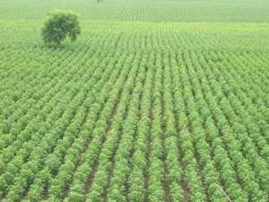 mono cropping or the mono culture Example: Rice, wheat, seeds, sugarcane, corn, pulses etc What is horticulture?
