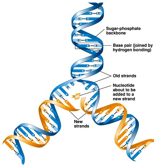 Copying DNA Replication of DNA base