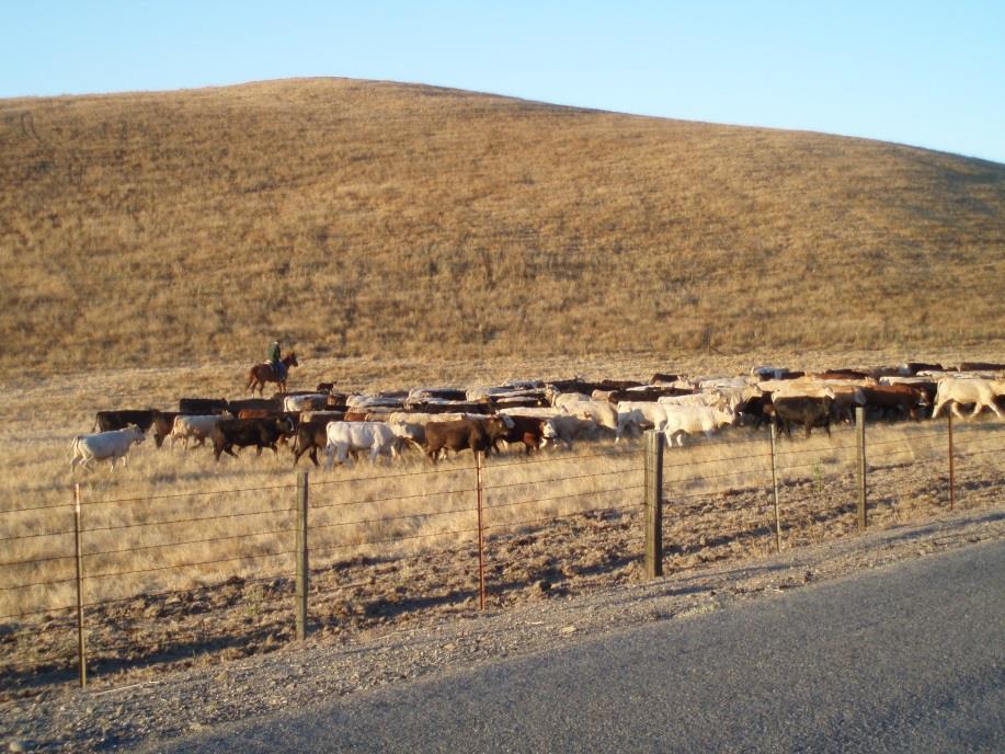 Quick Review: The goal of a cowcalf operator is to wean and ship a calf from every cow Reality