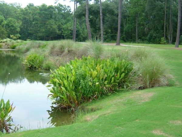 Stormwater Ponds & Buffers Vegetated buffer strips Don t mow to the edge