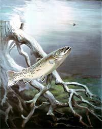 Brown Trout Originally imported from Northern Europe Brown trout are known for their wariness and