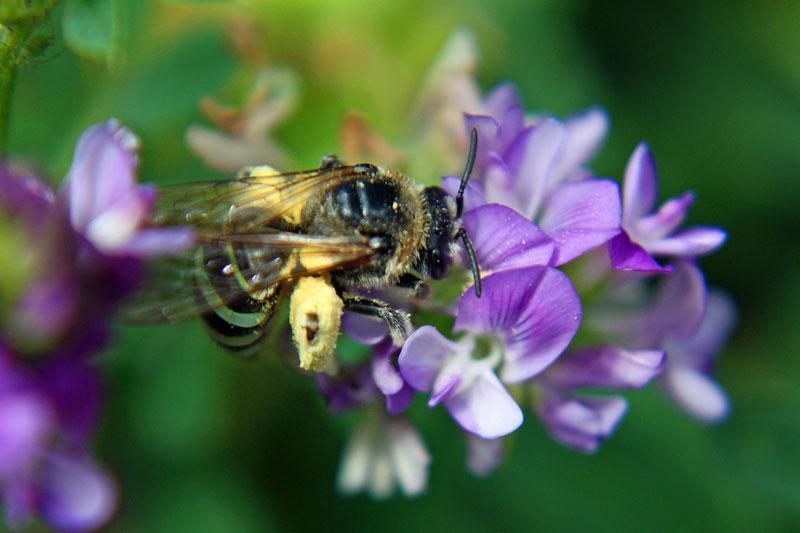Species of Bees Alkali Bee, Nomia