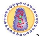 27. Here is a sketch of HIV. Label these parts: envelope, reverse transcriptase, RNA, and capsid. 28. Compare and contrast a prophage and a provirus. Which one are you likely to carry? 29.