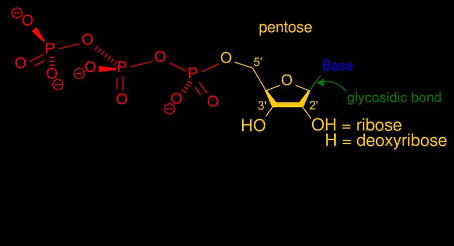 monophosphate, But in case additional phosphoric acid groups are present, they can link to the existing phosphate (in