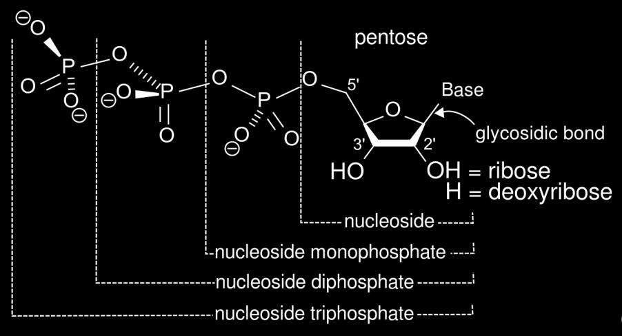 . Fig.14. Nucleoside mono, di and triphosphates 3.