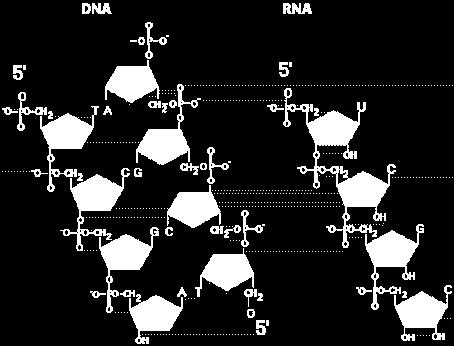 There are two types of nucleic acids in cells, Deoxyribonucleic acid (DNA) and Ribonucleic acid (RNA).
